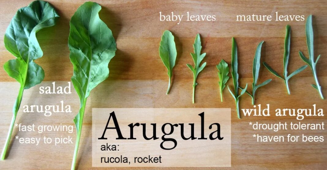 arugula