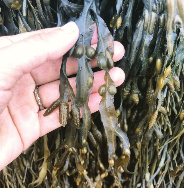 bladderwrack