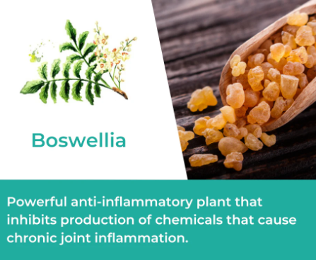 boswellia