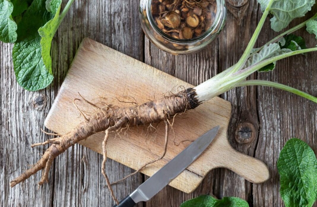 burdock root