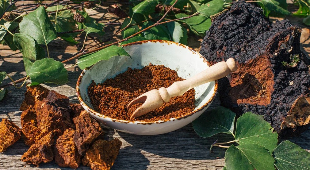 chaga mushroom