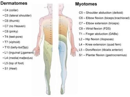 dermatomes