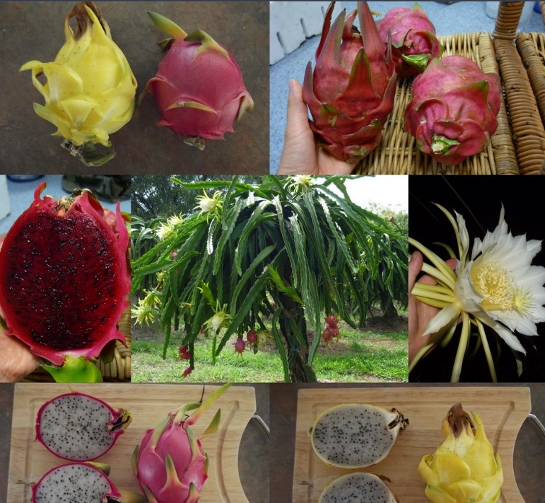 dragonfruit