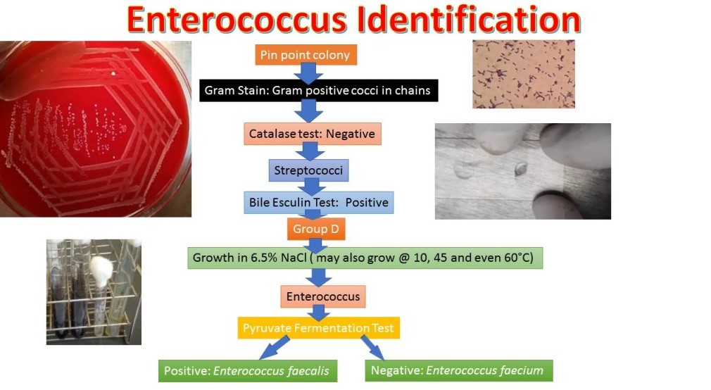 enterococcus faecalis