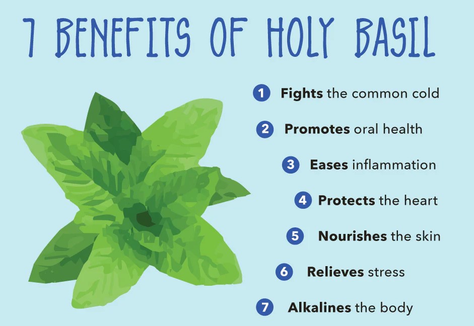 holy basil