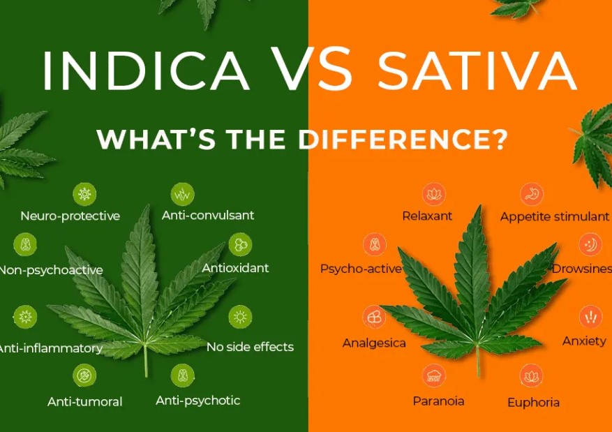 indica vs sativa