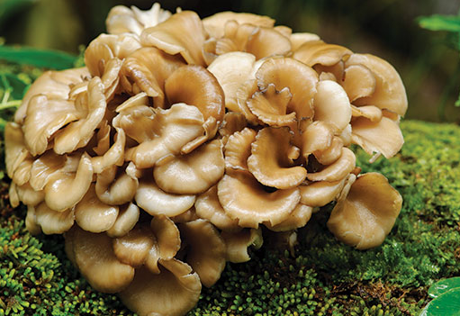 maitake