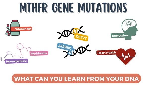 mthfr gene mutation