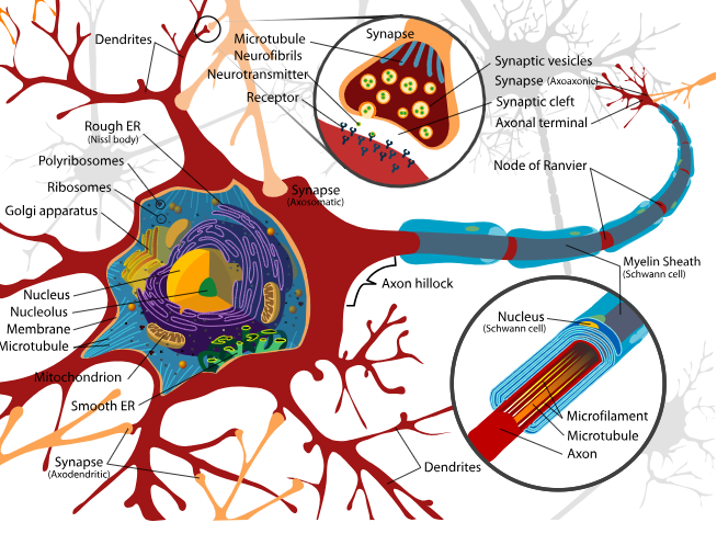 neuron diagram