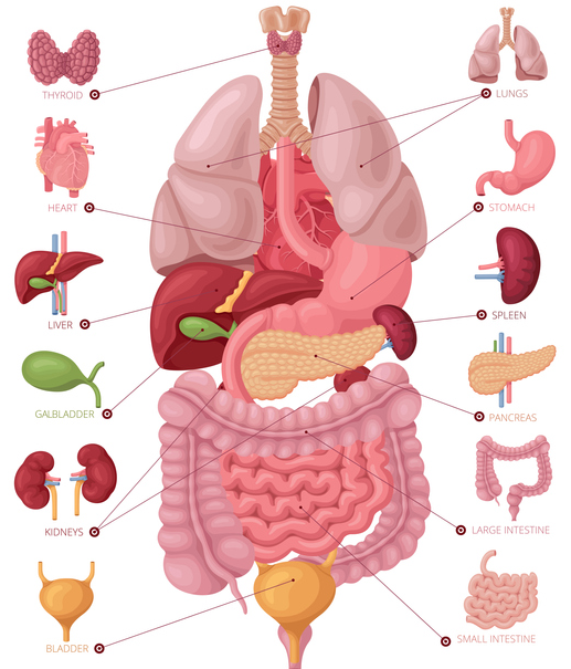 pain in upper left abdomen