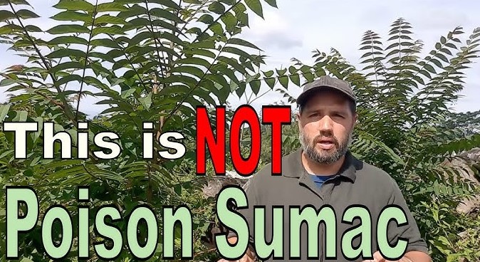 poison sumac