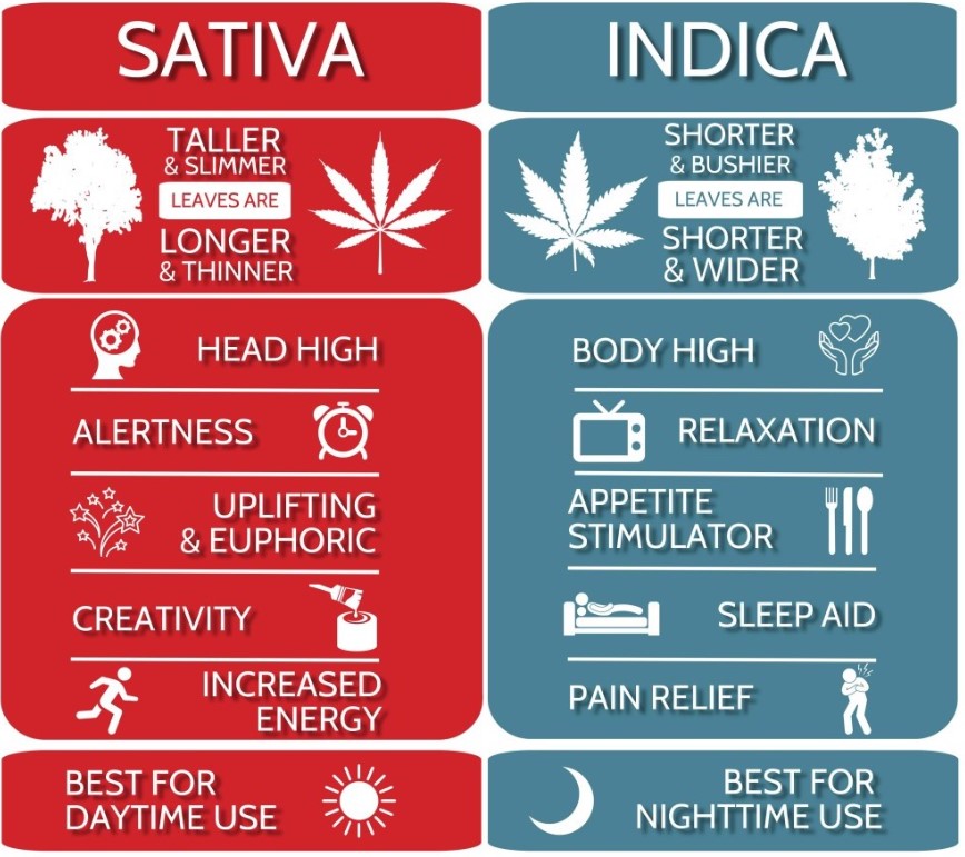 sativa vs indica