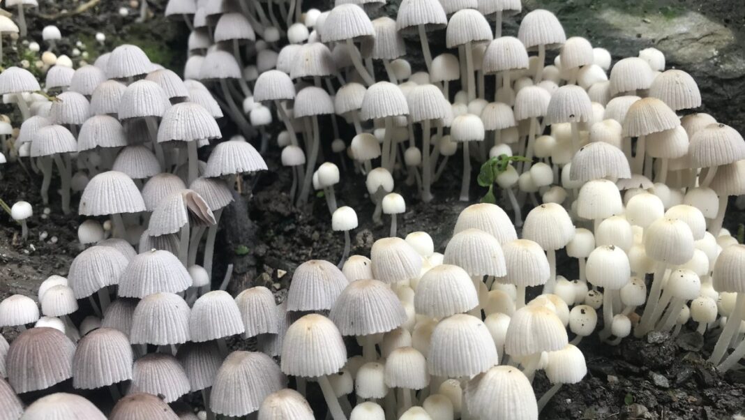 shrooms