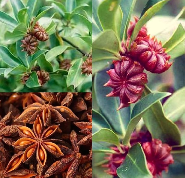 star anise