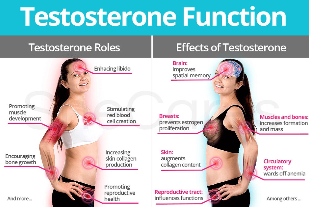 testosterone