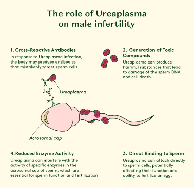 ureaplasma