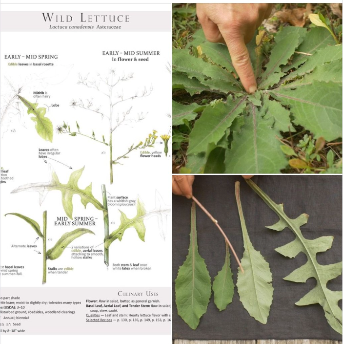 wild lettuce