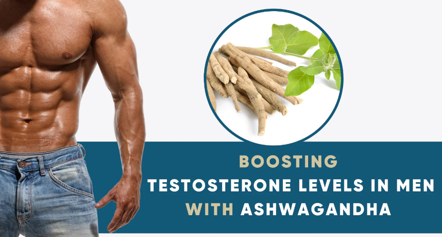 ashwagandha testosterone