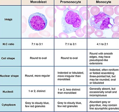 monocytes high